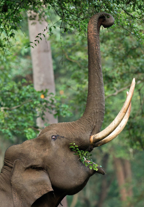 a-m-a-z-o-n:  Elephant by Sandeep Dutta