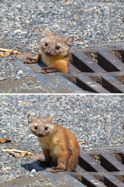 cattletyrants: theblindcat:  Pine Marten coming out of drain - by WhiteEye2 Hello there!  we’ve all seen truth coming out of her well to shame mankind; now it’s time for consequences coming out of its storm drain to really let you have it this time