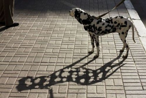 tocaconlosojos:  Dalmata sombra 