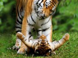 funnywildlife:  Mother Tiger & Cub !!