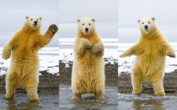 allcreatures:  (click through for caption about photo) Picture: Steven Kazlowski/NPL / Rex Features (via Pictures of the day: 3 September 2012 - Telegraph) 