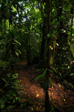 Bcrowsnest:  (La Selva Trail By Robbobert)