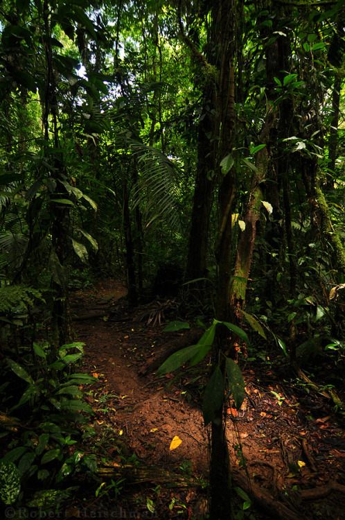 bcrowsnest:  (La Selva Trail by Robbobert)