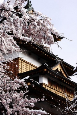 ethertune:  雪桜 sakura(By kijishiro)