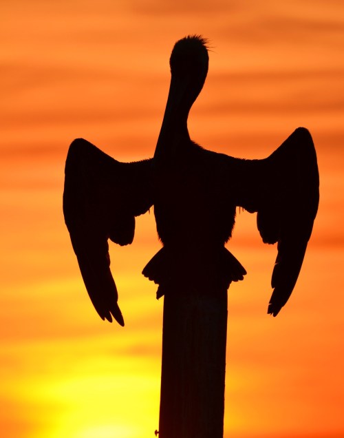 michaelfitzsimmons:  “Pelican Sword”. Photo by Michael Fitzsimmons. Full portfolio at www.500px.com/MFitz 