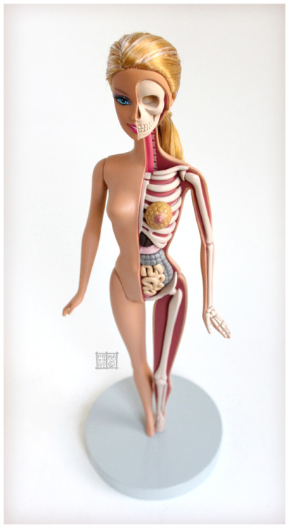 threeeyedfly:  Barbie Anatomy Model by Jason Freeny  