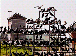 tracylord:  250 Films Meme | 162 | The Birds (1963) ↳ Favourite 46/50 