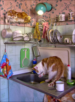 magicalnaturetour:  Clean dishes - the key to healthy food by Zoe Burkova :)