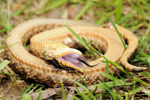 ATTENTION TUMBLR. THIS IS A HOGNOSED SNAKE.