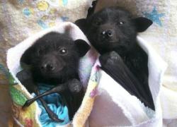 judgemilkman:  BABY BATS :DDDDDD 