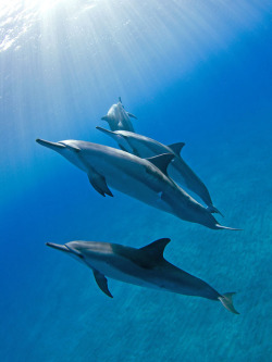 thelovelyseas:  Hawaiian Spinner Dolphins