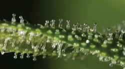 thatsgoodweed:  trichome close ups 
