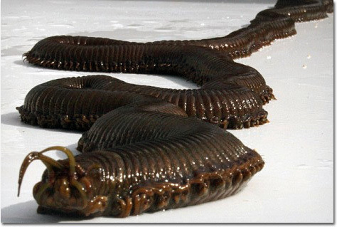 thepooka:AAAAAAAAHThis is a Bobbit Worm…..10 feet long and it hides in shallow water. I am never goi