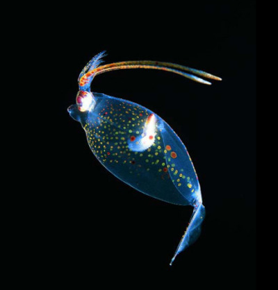 cockatoo squid cockatoo squid