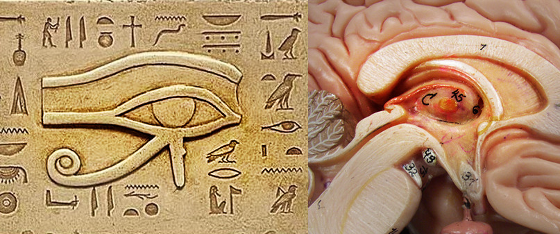 surrealmagicalism:  The ancient Egyptian symbol Wadjet (the Eye of Horus) means god/goddess