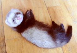 adorablebipolar:  mira esto @krlitoxh  quiero una asi 