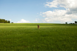 yumna / in the field