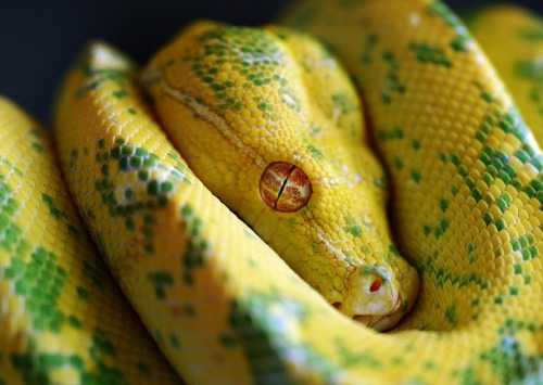 sklent-sizer:  earth-song:  Morelia viridis, the green tree python, is a species of python found in New Guinea, islands in Indonesia, and Cape York Peninsula inAustralia. Description Adults average 120–200 cm (3.9–6.6 ft) in length, with