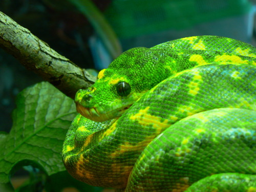 sklent-sizer:  earth-song:  Morelia viridis, the green tree python, is a species of python found in New Guinea, islands in Indonesia, and Cape York Peninsula inAustralia. Description Adults average 120–200 cm (3.9–6.6 ft) in length, with
