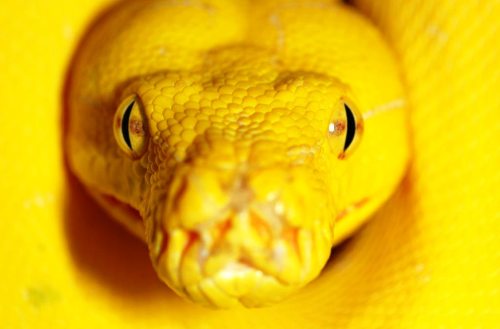 sklent-sizer:  earth-song:  Morelia viridis, the green tree python, is a species of python found in New Guinea, islands in Indonesia, and Cape York Peninsula inAustralia. Description Adults average 120–200 cm (3.9–6.6 ft) in length, with