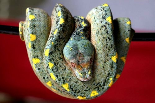 sklent-sizer:  earth-song:  Morelia viridis, the green tree python, is a species of python found in New Guinea, islands in Indonesia, and Cape York Peninsula inAustralia. Description Adults average 120–200 cm (3.9–6.6 ft) in length, with