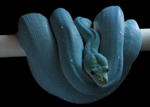sklent-sizer:  earth-song:  Morelia viridis, the green tree python, is a species of python found in New Guinea, islands in Indonesia, and Cape York Peninsula inAustralia. Description Adults average 120–200 cm (3.9–6.6 ft) in length, with