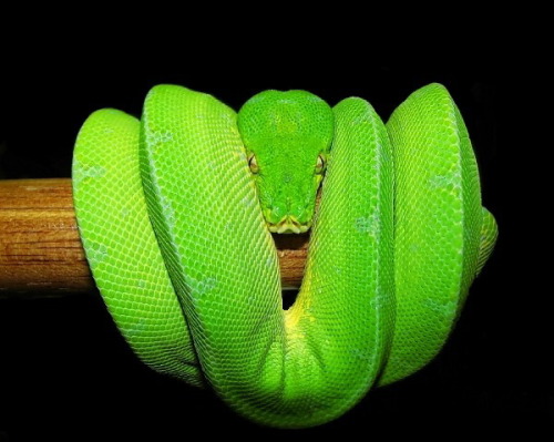 sklent-sizer:  earth-song:  Morelia viridis, the green tree python, is a species of python found in New Guinea, islands in Indonesia, and Cape York Peninsula inAustralia. Description Adults average 120–200 cm (3.9–6.6 ft) in length, with
