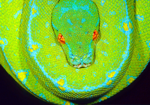 sklent-sizer:  earth-song:  Morelia viridis, the green tree python, is a species of python found in New Guinea, islands in Indonesia, and Cape York Peninsula inAustralia. Description Adults average 120–200 cm (3.9–6.6 ft) in length, with