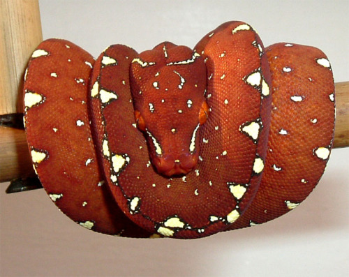 sklent-sizer:  earth-song:  Morelia viridis, the green tree python, is a species of python found in New Guinea, islands in Indonesia, and Cape York Peninsula inAustralia. Description Adults average 120–200 cm (3.9–6.6 ft) in length, with