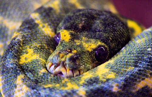 sklent-sizer:  earth-song:  Morelia viridis, the green tree python, is a species of python found in New Guinea, islands in Indonesia, and Cape York Peninsula inAustralia. Description Adults average 120–200 cm (3.9–6.6 ft) in length, with