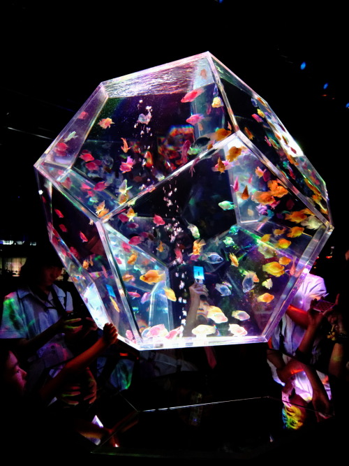 enkon:  sazanami-ayame:  宝石の中の金魚　【コンデジ高感度撮影の限界に挑む その２ ISO 800】 　・Canon PowerShot S100でISO 800のRAWで撮影 　・DXO Optics Proでデフォルトの補正 　・カラーレンダリングをカラーポジフィルムからFuji