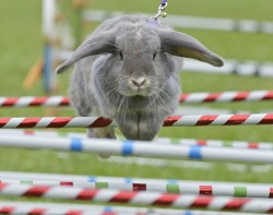 theanimalblog:  A rabbit named Mary Lou clears an obstacle during a rabbit-jumping competition in Weissenbrunn vorm Wald, southern Germany Picture: Jens Meyer/AP 