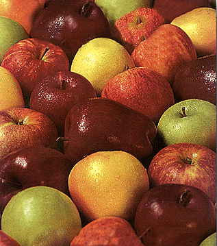 Crunchy Leaves & Apple Trees