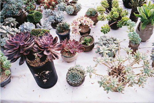 flihrty:  ☆ gypsy/indie blog ☆