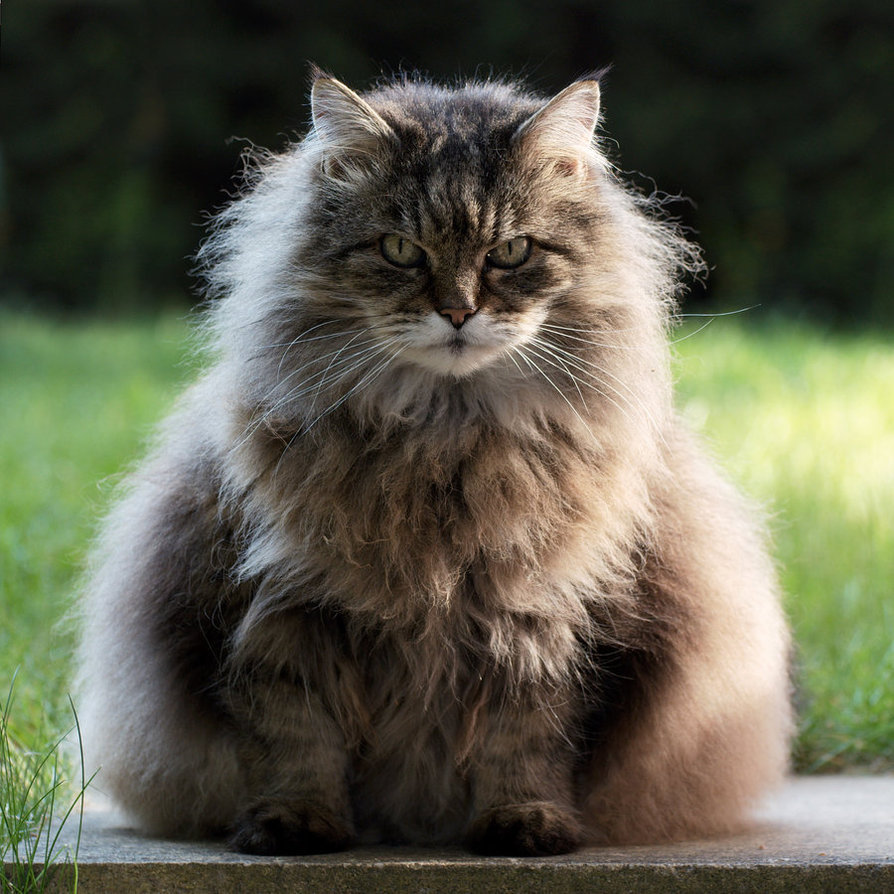 “Yeah, I’m fluffy, so what?”
Photo by ©FurLined