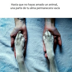 Pata-En-El-Craneo:  Bitch-Forever-Latina:  20 Razones Para Amar A Un Perro 1. Nadie