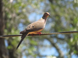 theanimalblog:  by: itbewolf   hey, it&rsquo;s a mourning dove!