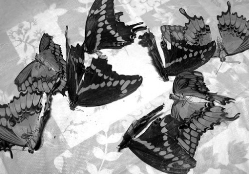 Las mariposas han muerto ya.