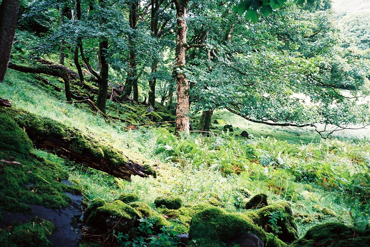 angusfulton:      Scotland.     angus-fulton©        