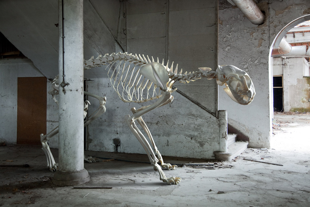  Skeletons of questionable origin in a variety of domestic and human settings, arranged