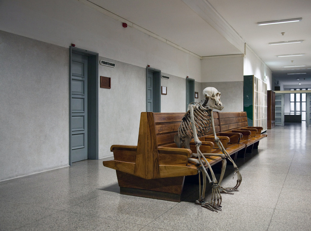  Skeletons of questionable origin in a variety of domestic and human settings, arranged