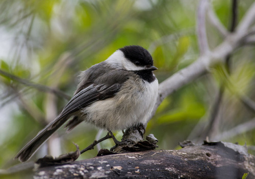 fat-birds: black capped chickadee by coreyhkh on Flickr.