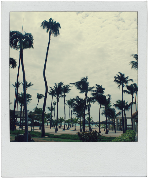 angiesface:  aruba aka palm tree heaven 