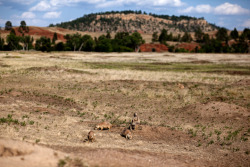 johnnysimon:  Prairie Dogs, South Dakota  August 2012 This is a photo I took last month in South Dakota.  Half of the trip was to meet a wing of my family I had never met, the other half was simply to see this beautiful part of the country.  This was