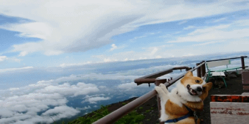 battleroyalewith-cheese:  Why don’t dogs get to see the world too? 