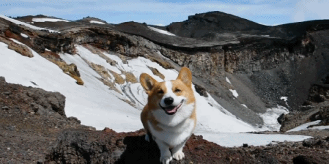 battleroyalewith-cheese:  Why don’t dogs get to see the world too? 