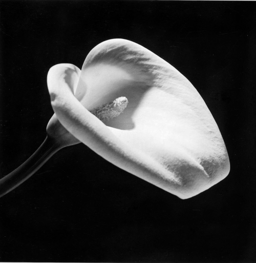 onlyoldphotography:  Robert Mapplethorpe: Calla Lily, 1984   Mapplethorpe’s flowers are as carefully positioned as his human subjects. His still lifes are stark - usually only one or two flowers, and often in shadow - but they display a raw sexuality