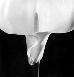 onlyoldphotography:  Robert Mapplethorpe: Calla Lily, 1984   Mapplethorpe’s flowers are as carefully positioned as his human subjects. His still lifes are stark - usually only one or two flowers, and often in shadow - but they display a raw sexuality