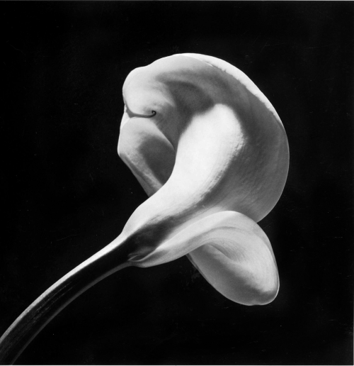 onlyoldphotography:  Robert Mapplethorpe: Calla Lily, 1984   Mapplethorpe’s flowers are as carefully positioned as his human subjects. His still lifes are stark - usually only one or two flowers, and often in shadow - but they display a raw sexuality