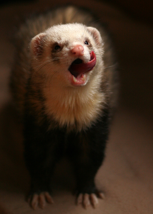 i miss my ferrets so much